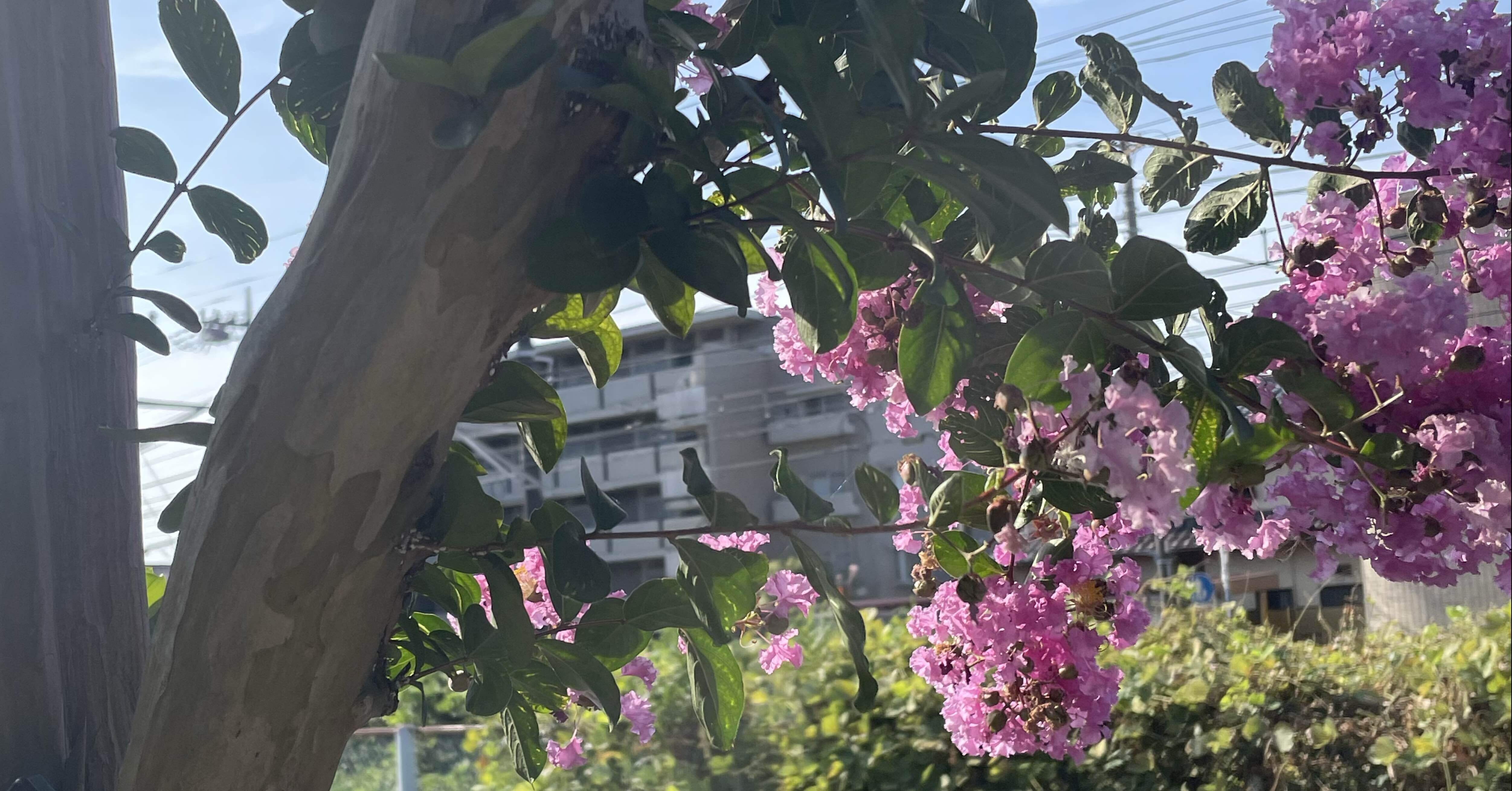 街なか植物note￤1】サルスベリ｜TORI