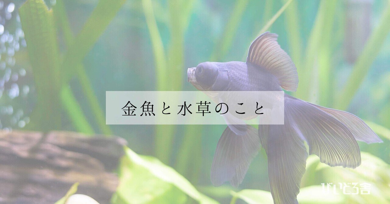 エキノドルス・ビッグベアー｜アクアモノグラフ情報｜NoA