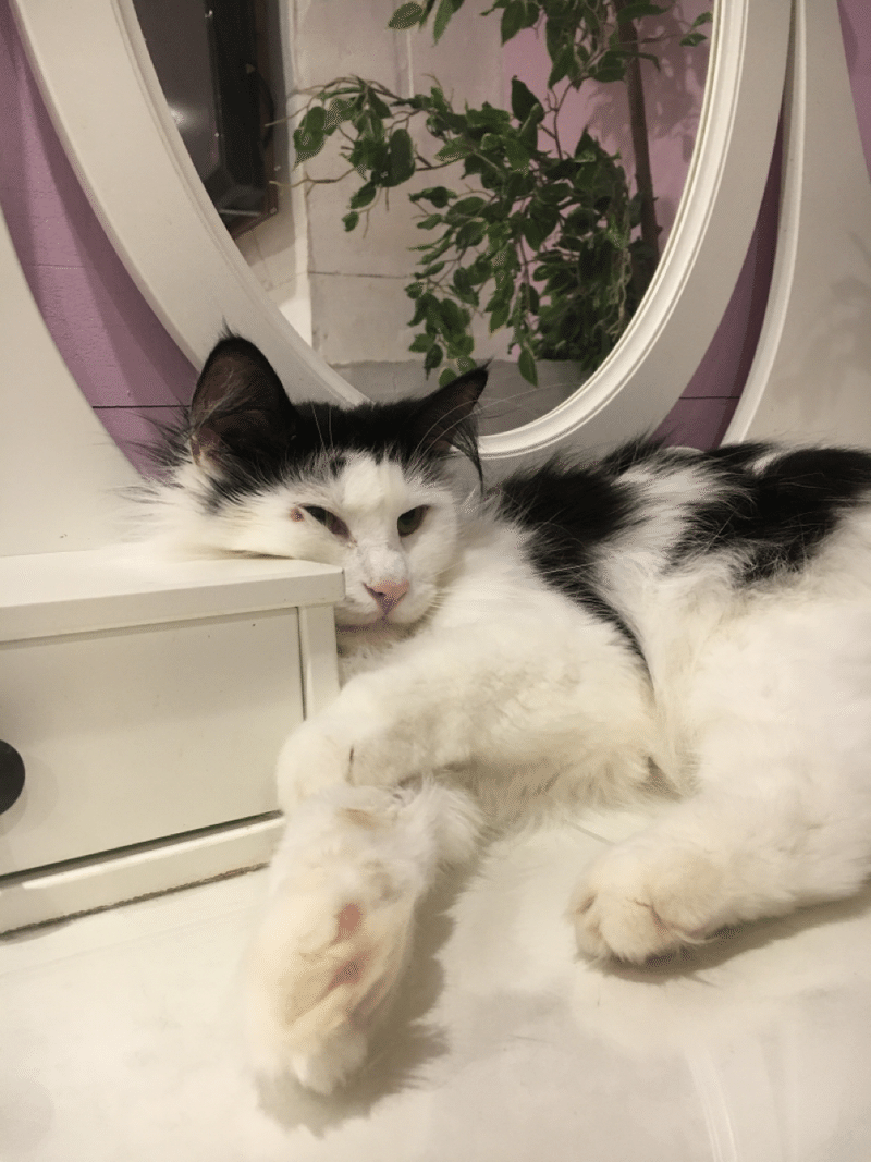 ねこの健康を保つキーワード ねこはときめく ゆうと フリーランスセラピスト Note