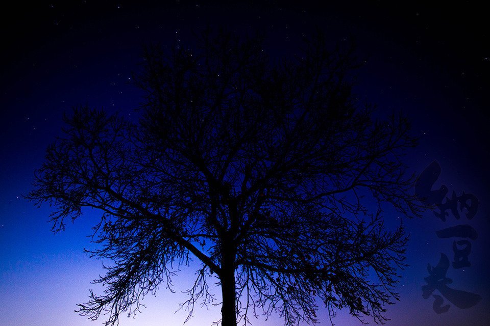 夜樹