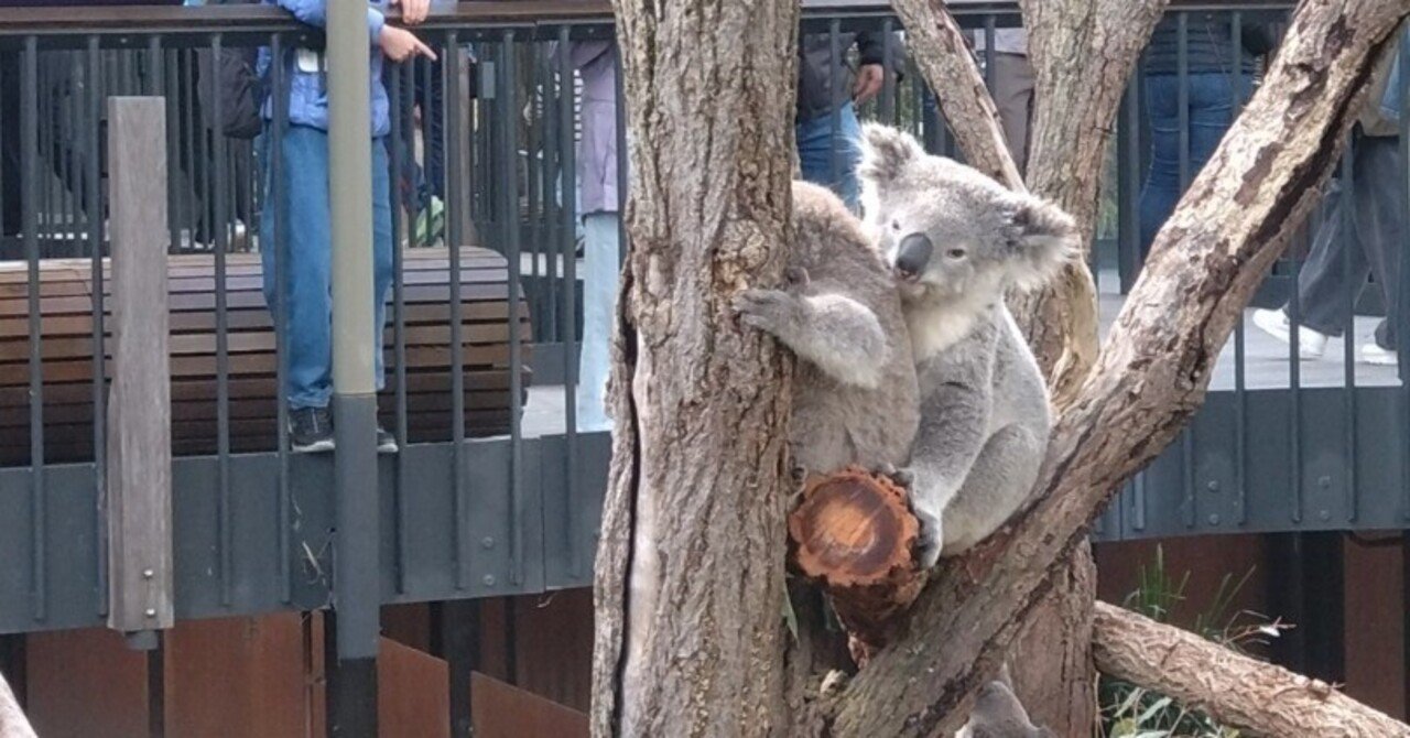 【入手困難】パンフレット オーストラリア タロンガ動物園 シドニー 入手困難】パンフレット オーストラリア タロンガ動物園