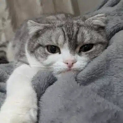 MUMI