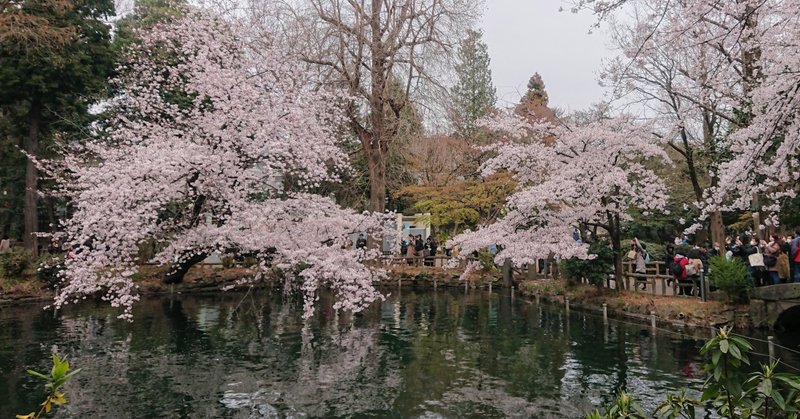 花咲く季節、井の頭公園の桜開花