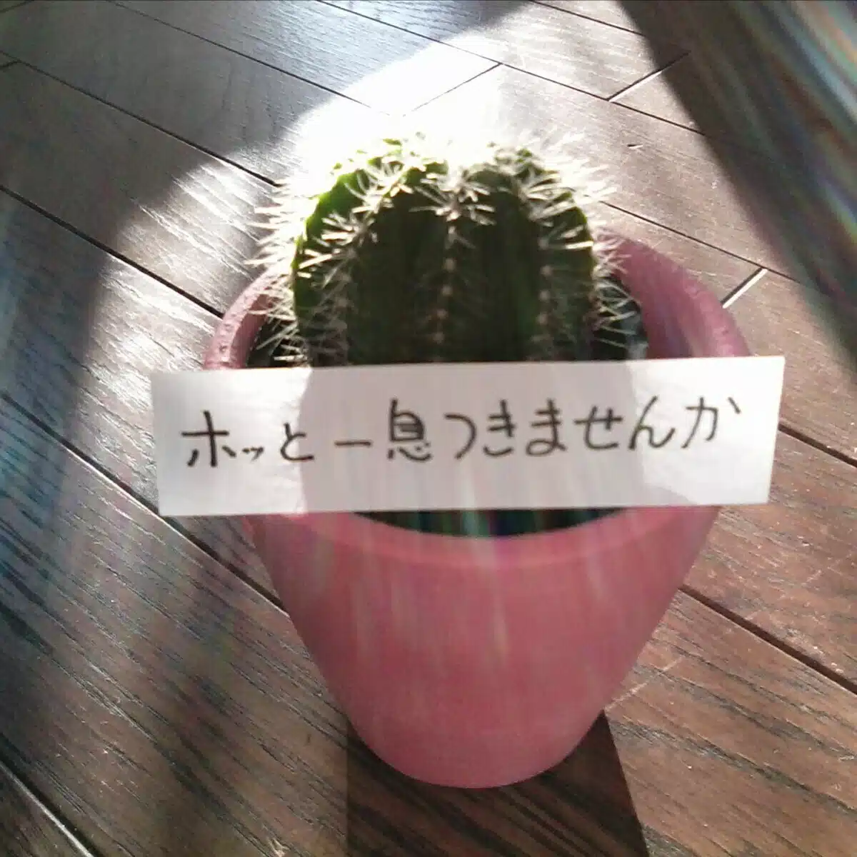 しろまめさくら
