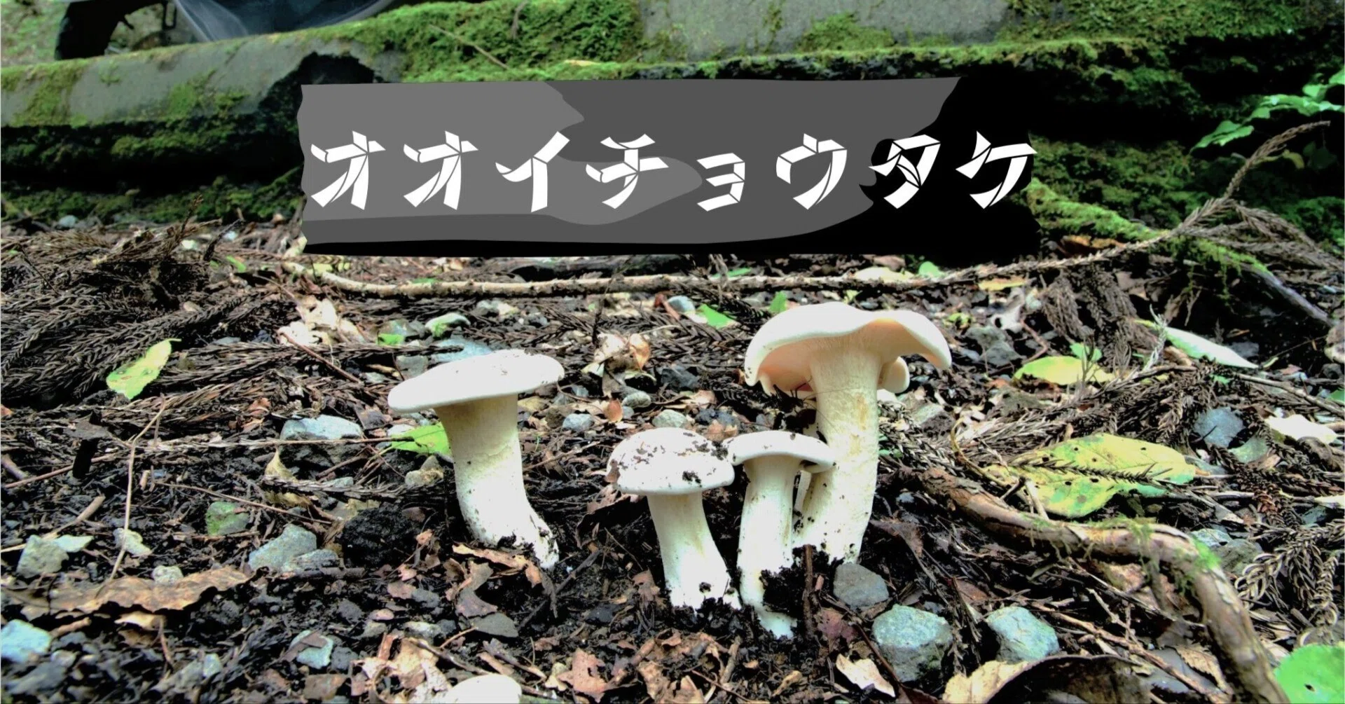 オオイチョウタケもデカい｜ゆたし
