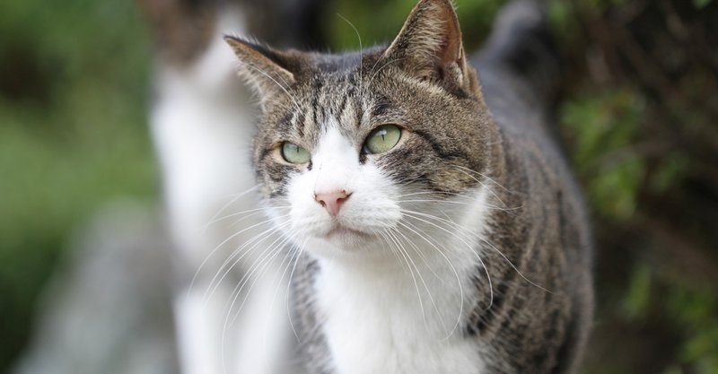 ひげ袋 猫の日猫 Note