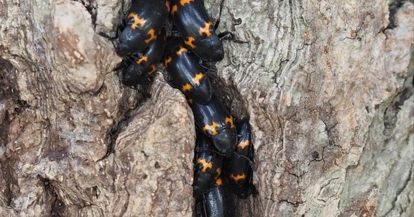 ナミビア産キリアツメの一種 南部アフリカ、ナミビアの砂漠に生息する昆虫「キリアツメ