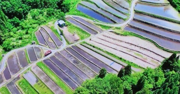 西洋古典叢書　テオプラストス「植物誌2」　京都大学学術出版会 西洋古典叢書 テオプラストス「植物誌2」 京都大学学術出版会