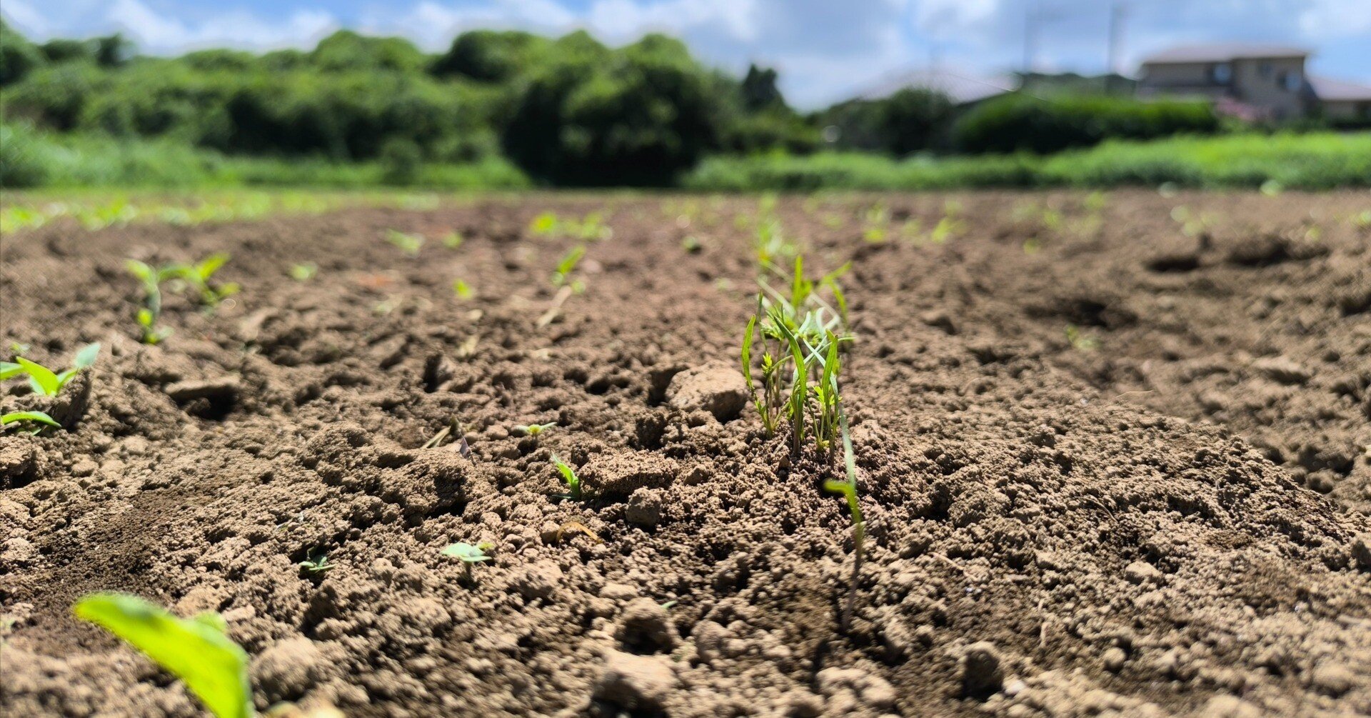 自然栽培の畑から 『豪雨から立ち上がる人参の芽』｜根ざす生き方