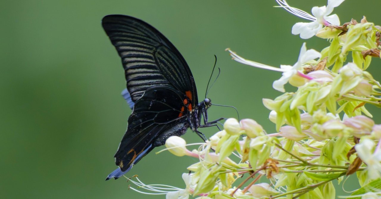 ナガサキアゲハ♂(長崎揚羽)｜Miya