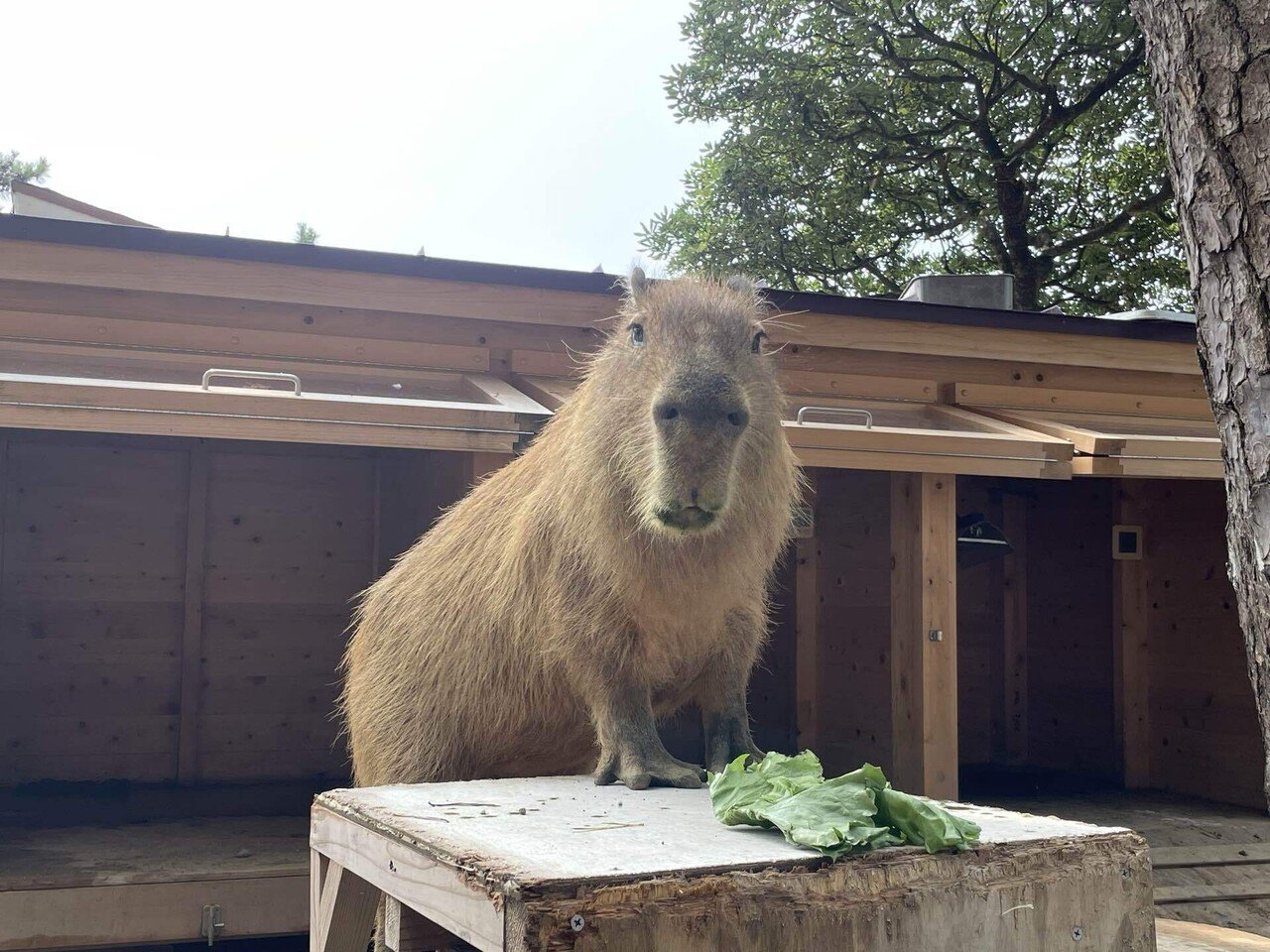 9歳になったね。｜桂浜水族館 公式
