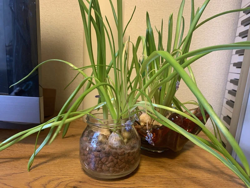 ムスカリの球根を水耕栽培風に植えて育ててみた みく Note
