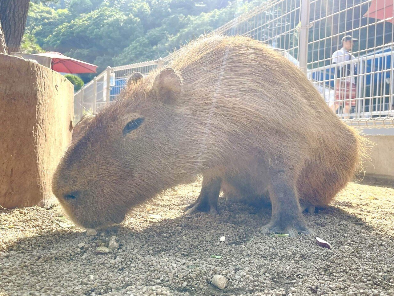 カピバラ  98c2cfe394418f132f3c419e584d76