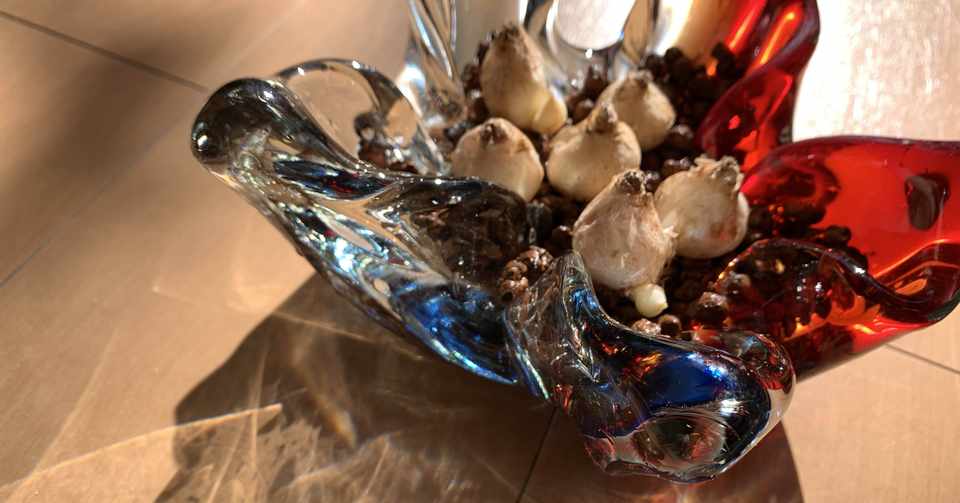 ムスカリの球根を水耕栽培風に植えて育ててみた みく Note