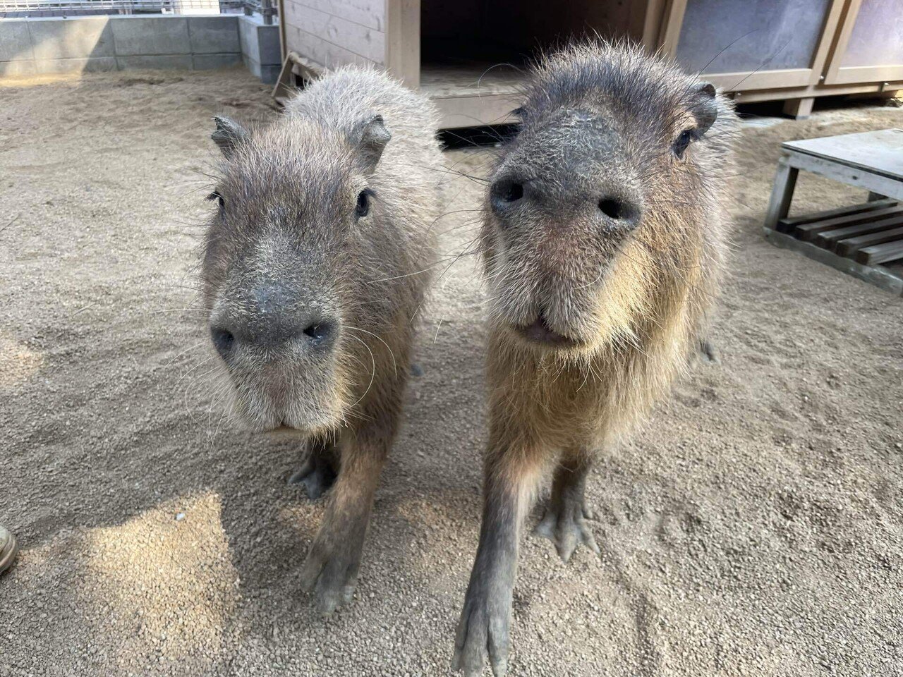 カピバラ 祝】カピバラ赤ちゃんが3頭誕生！ 母カピバラは初の出産、茨城県土浦へ