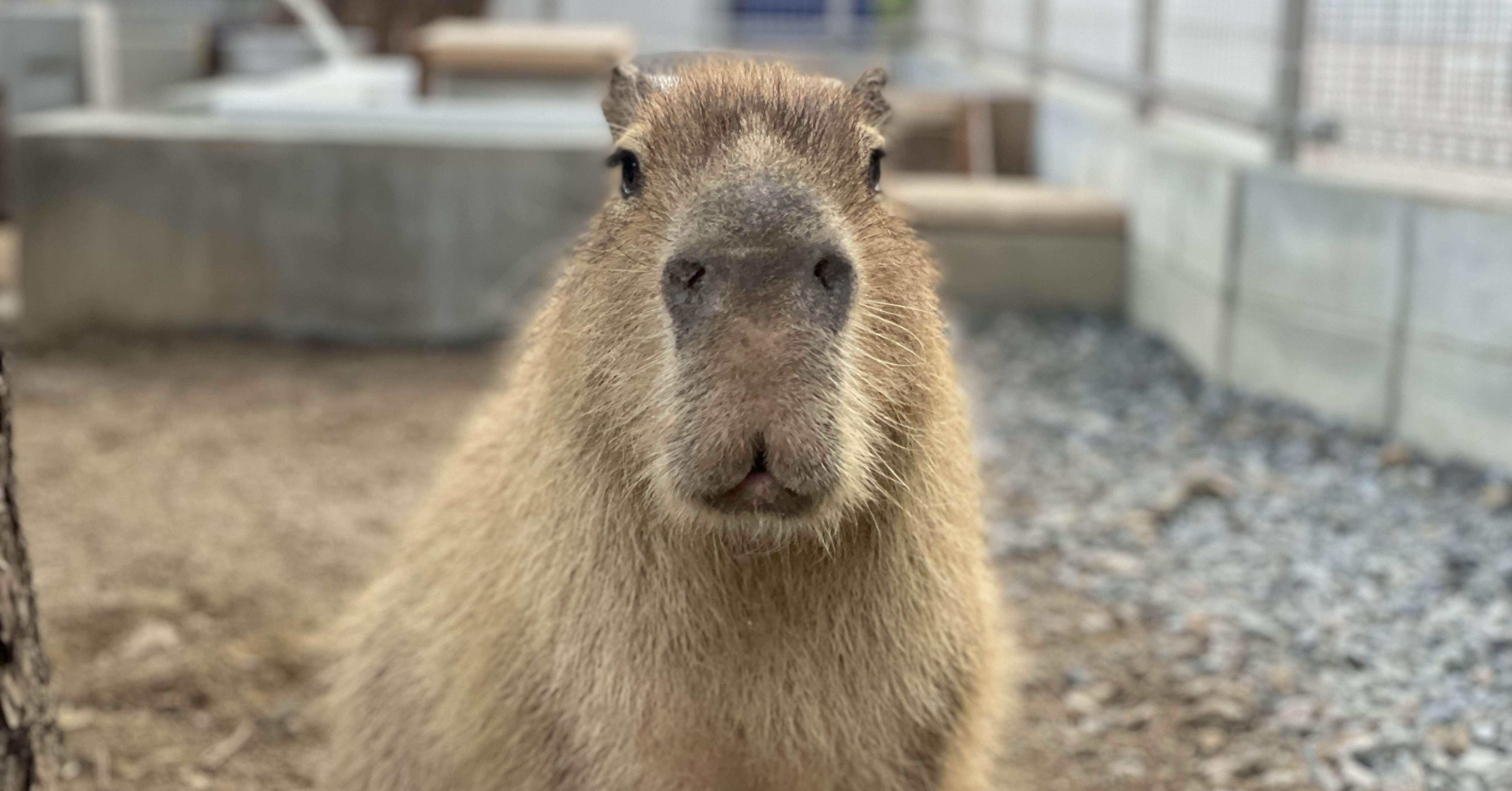 9歳になったね。｜桂浜水族館 公式