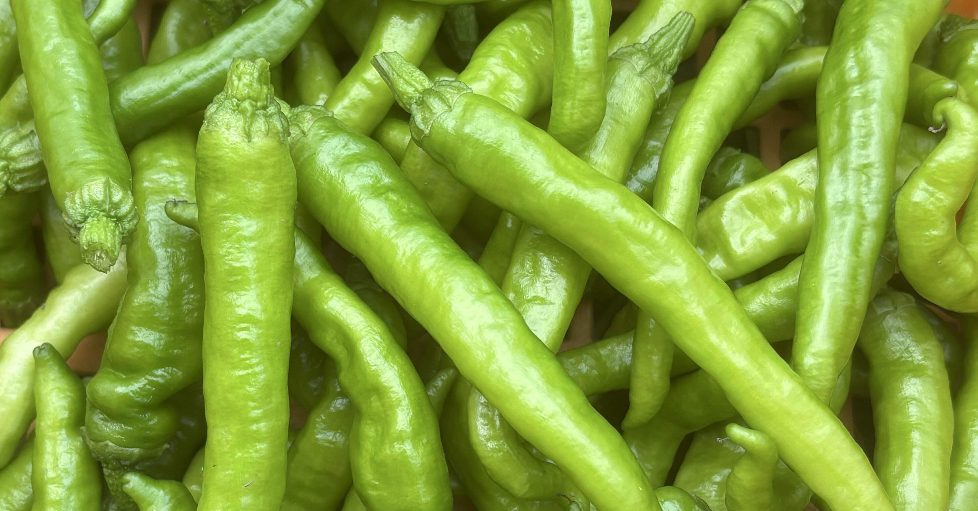 40]辛くない！？甘長とうがらし！！｜ベジタブルストーリー 鈴木雄太