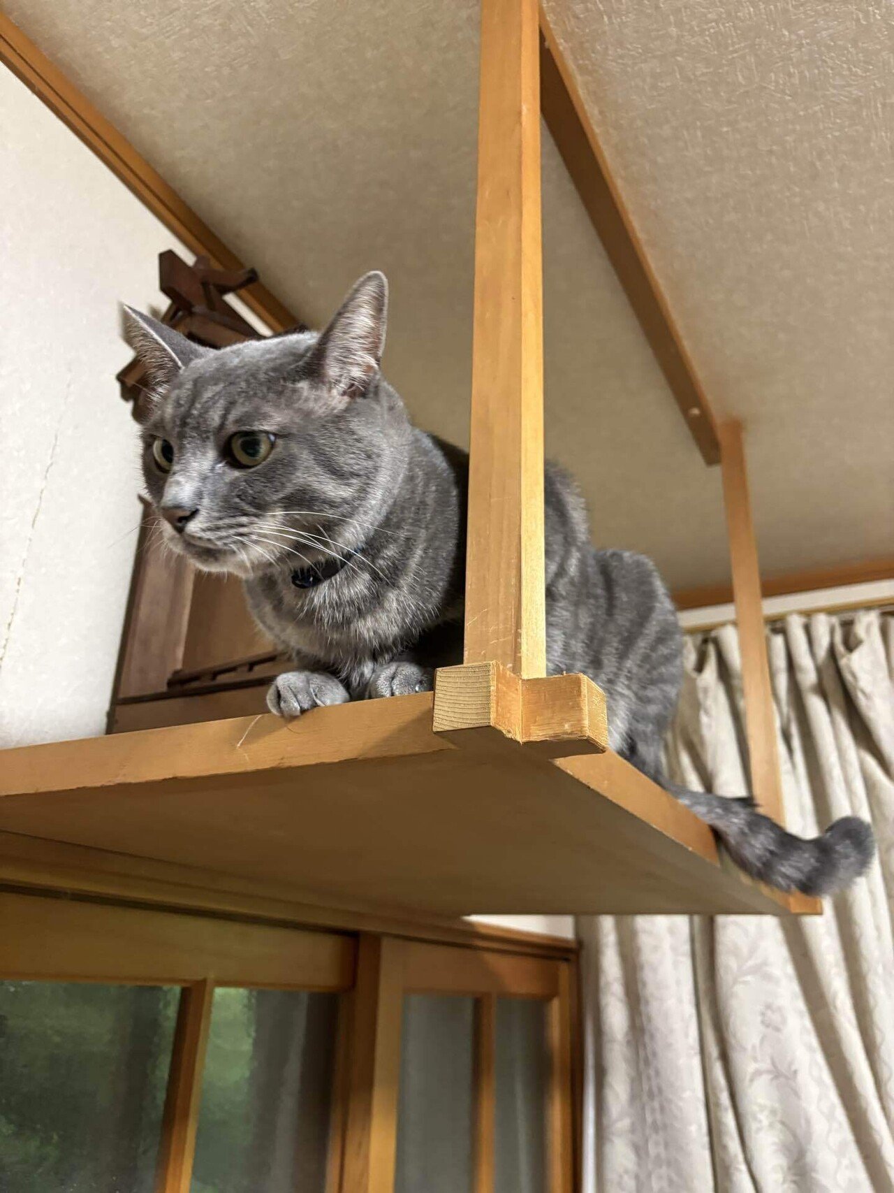 きょうの聡太くんとヘドロ飼い主 2025/8/30｜金澤流都