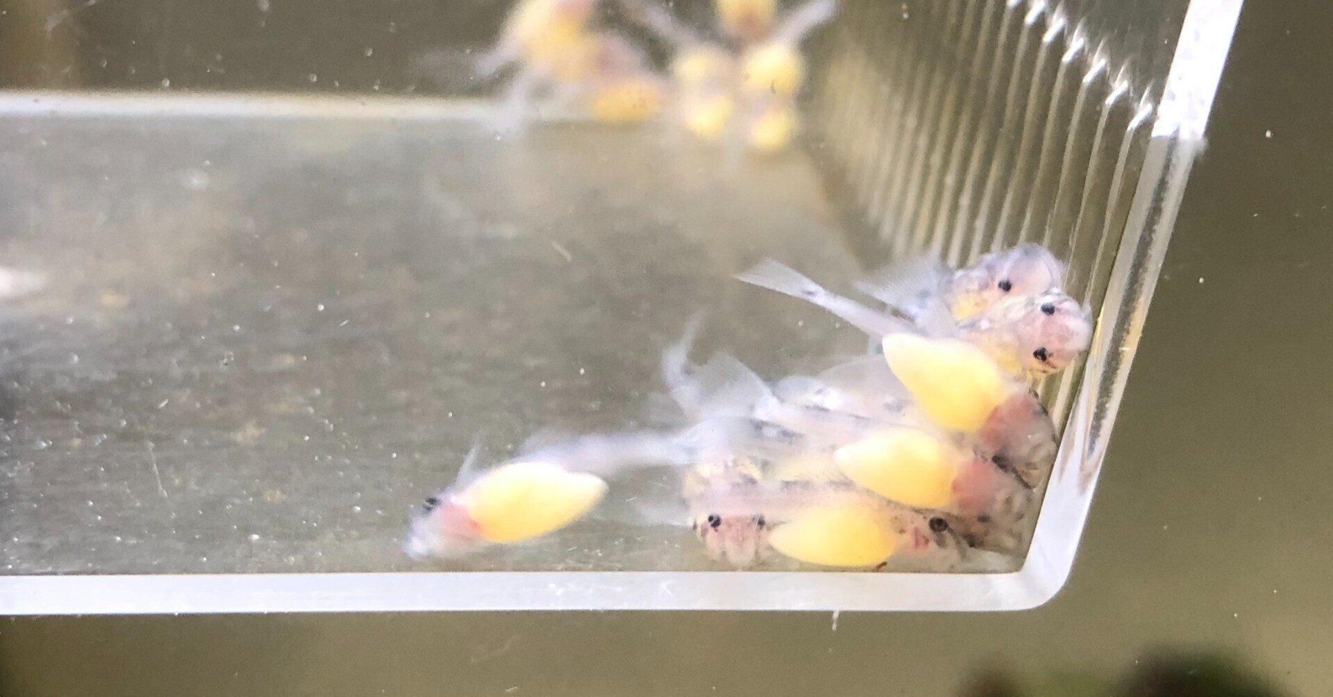 インペリアルゼブラの稚魚6匹 インペリアルゼブラプレコの繁殖⑥ 生まれたての稚魚の飼育方法