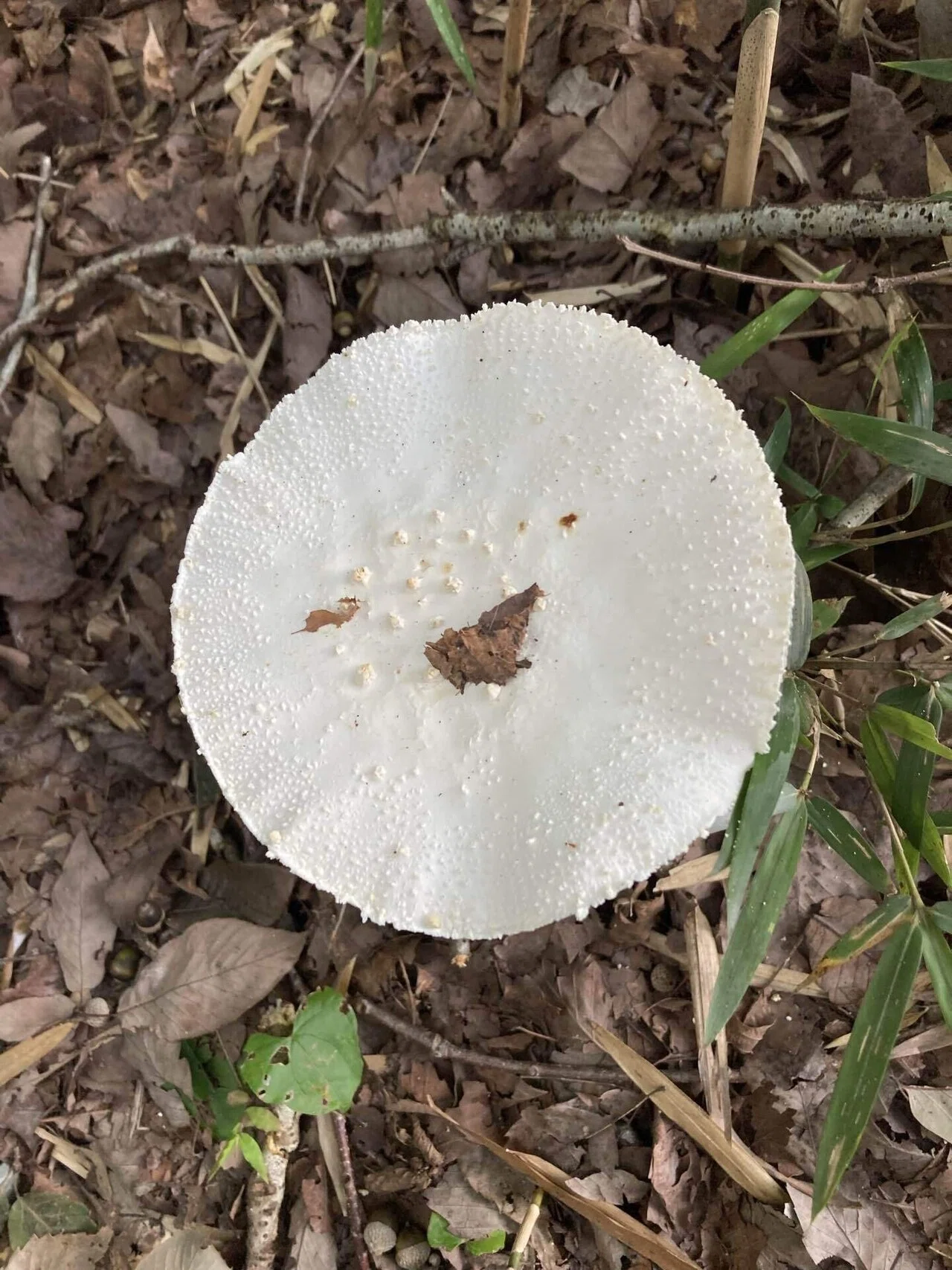 タマシロオニタケ（玉白鬼茸、学名: Amanita sphaerobulbosa