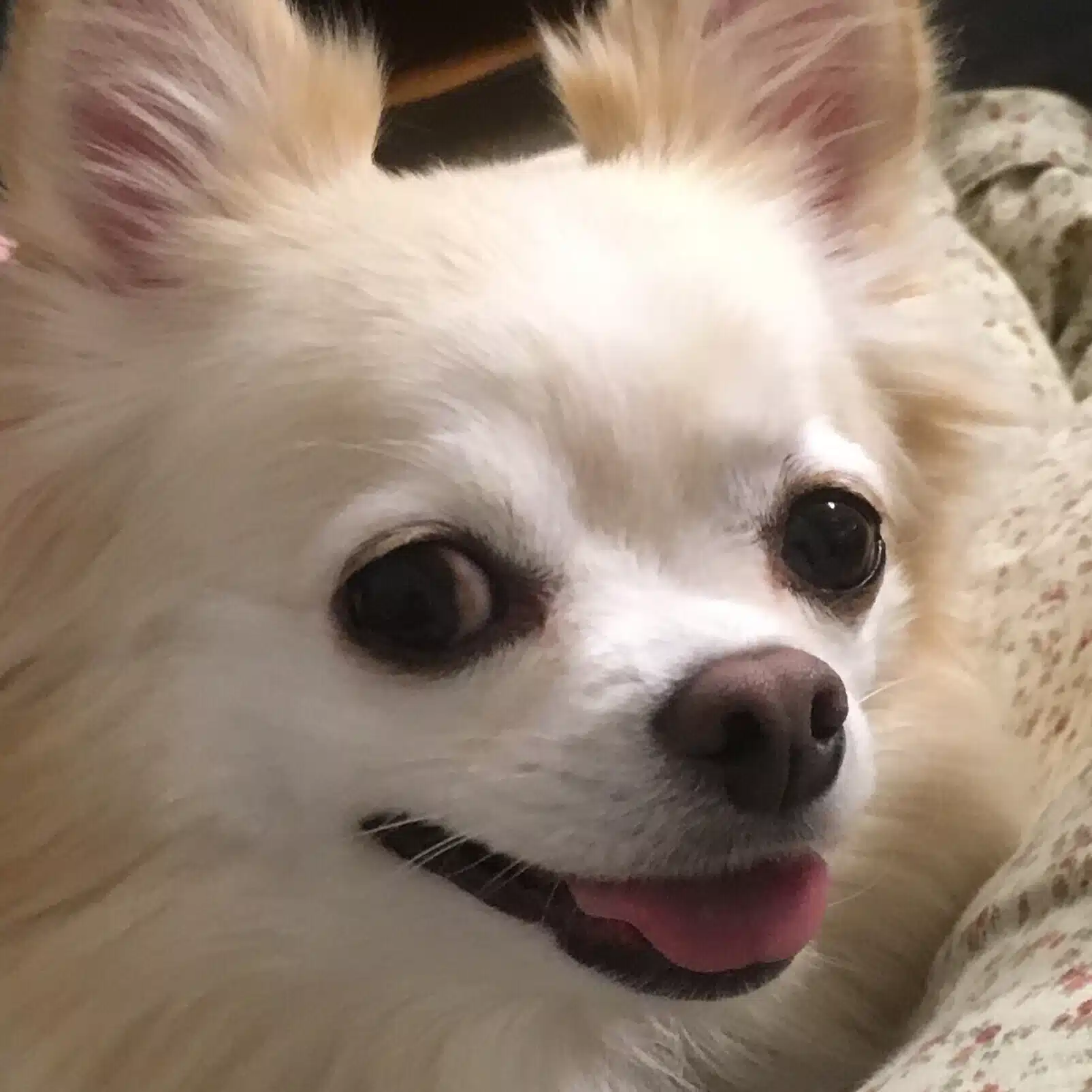 ショパンの系譜