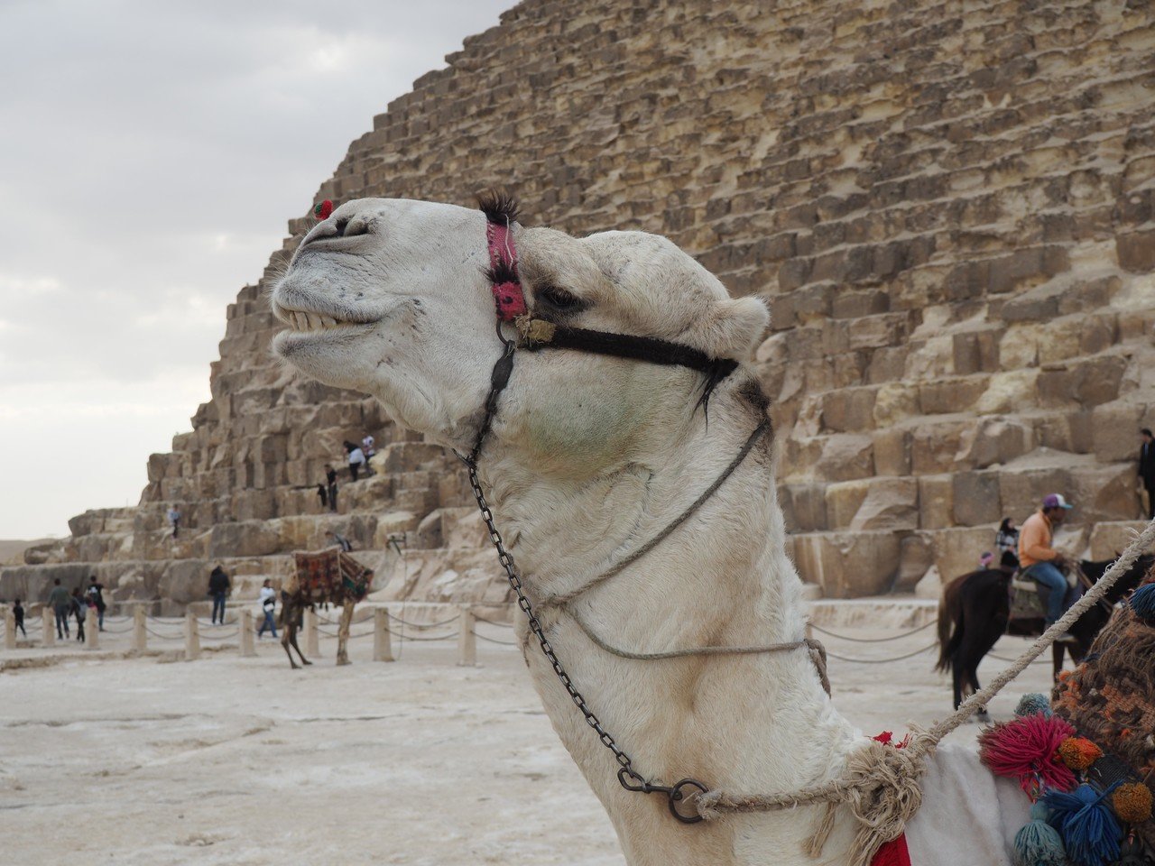 ラクダの誘惑｜marble