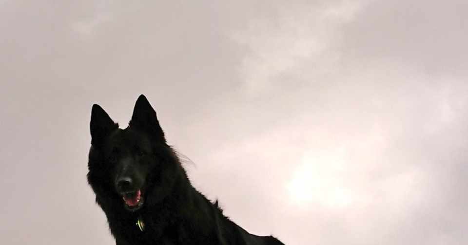 ようこそ 犬語の世界へ 犬に 吠えないで は通じない Hechimaco Note