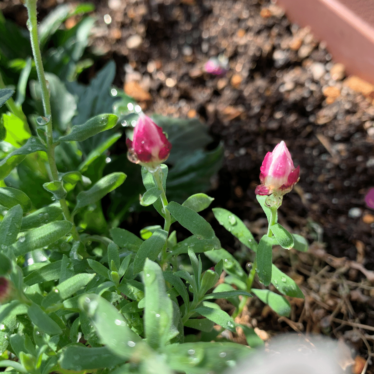 コットンキャンディ 椿 Tsubaki Note