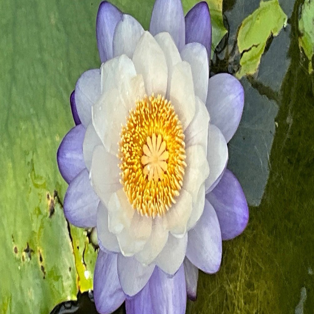 ニンファエア・イムタビリス（京都府立植物園）：2025年9月1日（月