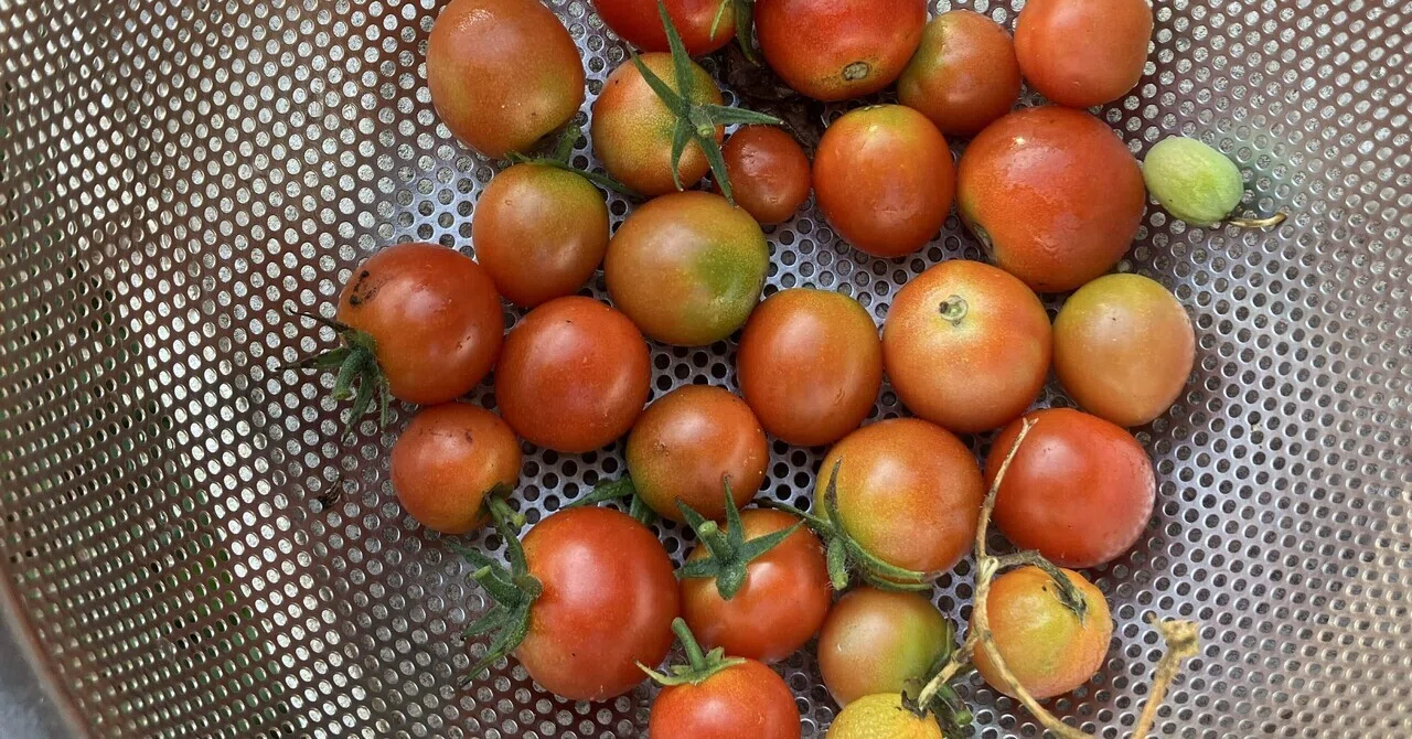mini tomato様 トマト様 専用 トマトさま専用 本気野菜ミニ