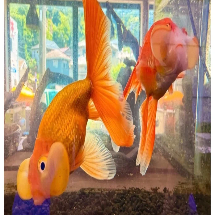 金魚屋 KICHI」命の輝き！4年の努力が生んだ「泳ぐ金魚」の大革命