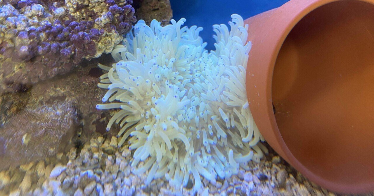 シライトイソギンチャク　#海水生体　#海水魚　#水槽 シライトイソギンチャク | 生麦海水魚センターネットショップ