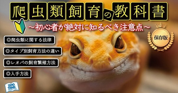 かわいすぎて尊い1人でも飼える、レオパの飼い方｜みっき