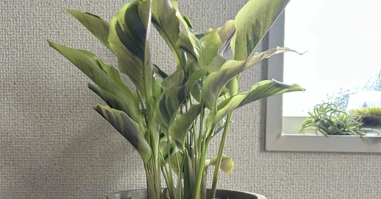 Meeting Calathea Thai Beauty! Why not start living with  plants?|Plants noter
