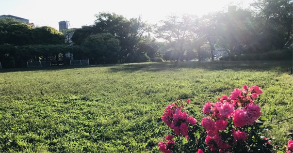 隣の芝生はやっぱり青い。でも隣から見たうちの芝生も青いのかも