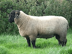 ヒツジ World Of Wool Note ヒツジ World Of Wool Note