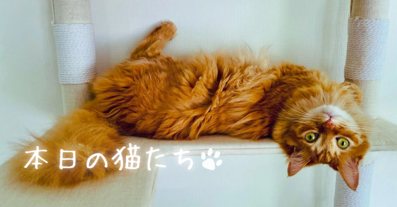 本日の猫たち #531（舌しまい忘れ）｜MIU