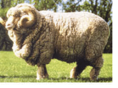 ヒツジ｜World of Wool