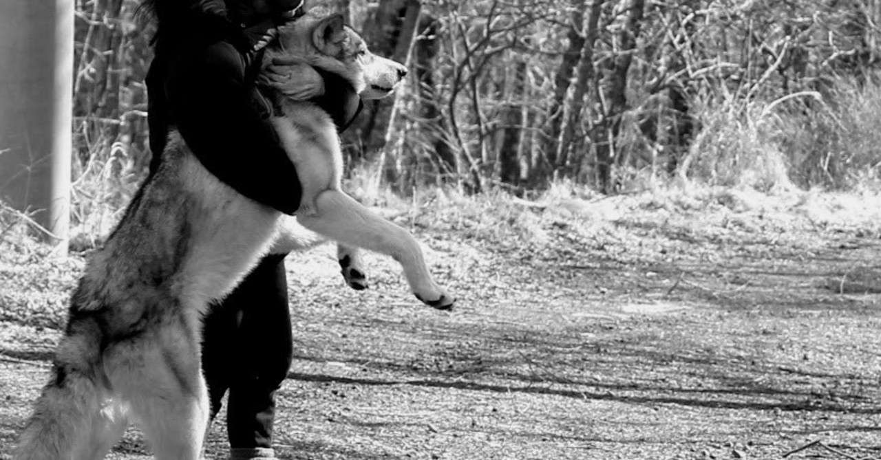 ポウくんと戦う ポウ Note