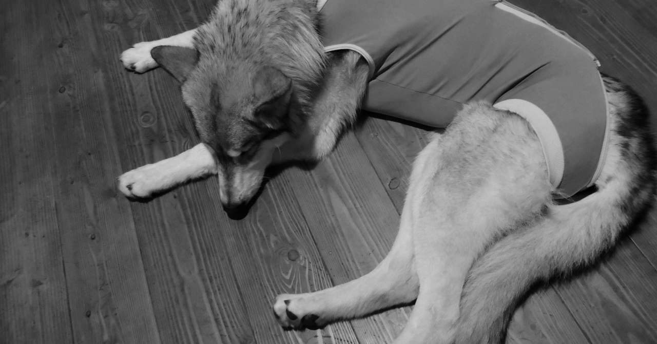 ポウくん タマナシになる ポウ Note