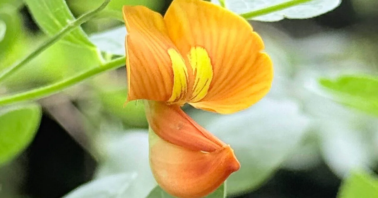 Bladder Senna Photography Mission｜EGGSEED