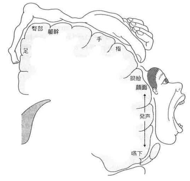 Penfieldの脳地図（運動野）
