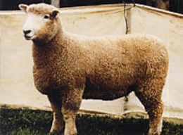 ヒツジ World Of Wool Note