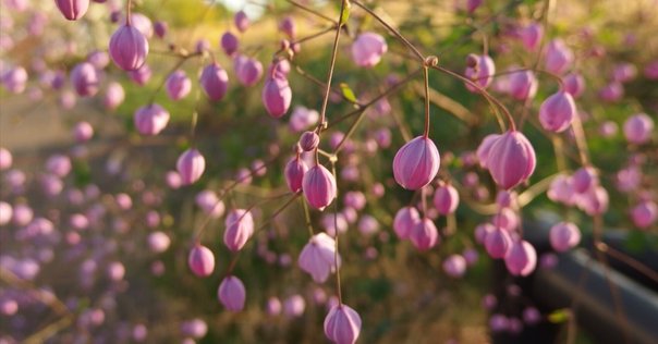 ソウルオブシベリア | Soul of Siberia | 日本版公式認定サイト