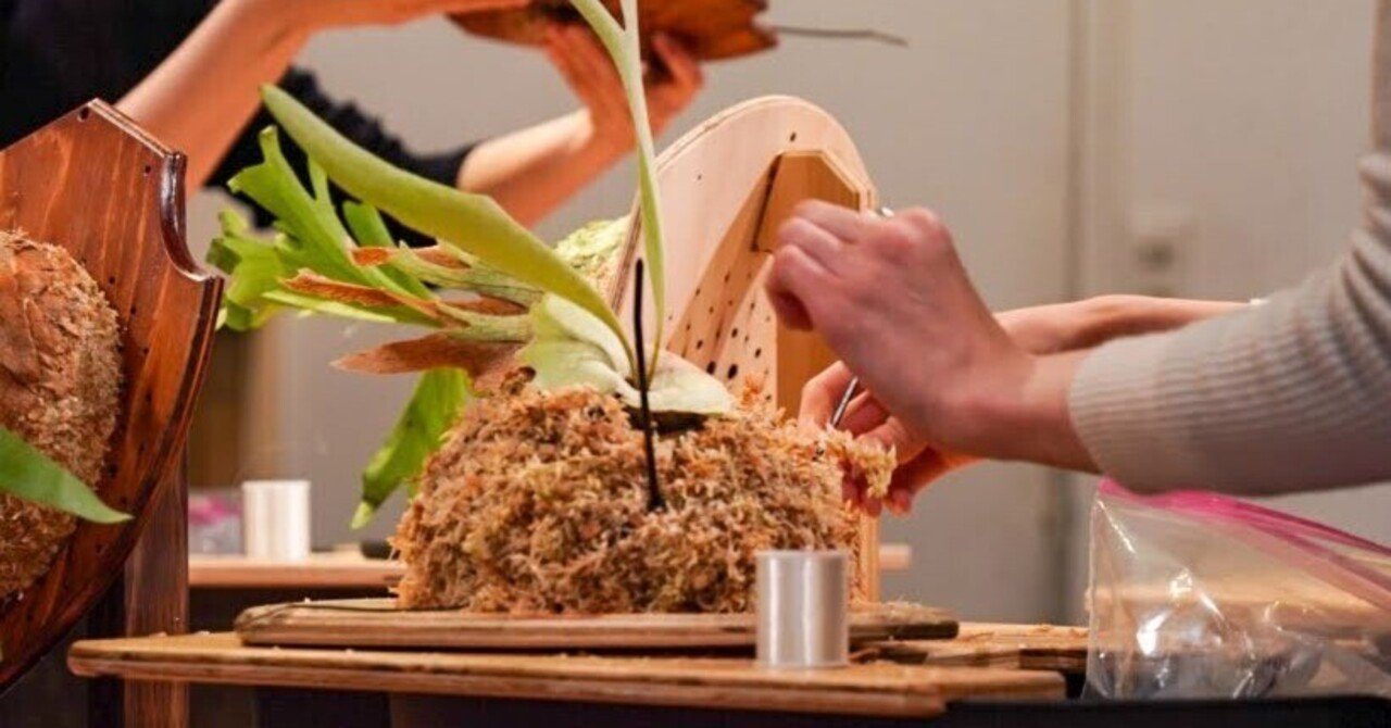 ビカクシダを育てる How to #05 | 板付け｜IMAMA