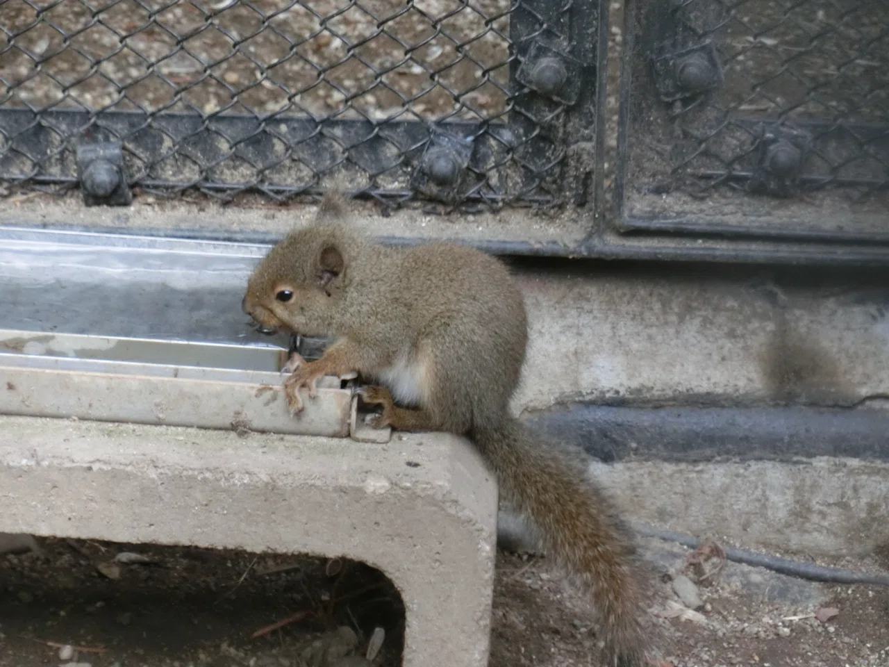 Japanese Squirrel Kits｜りすす