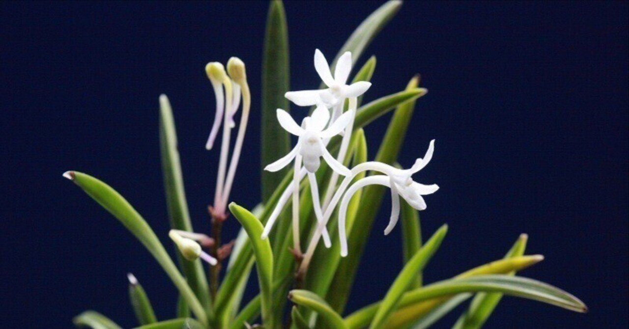 富貴蘭「さぬき小町」の花｜KJ Morison