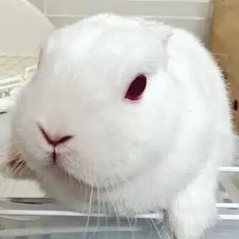小糸あき