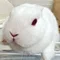 小糸あき