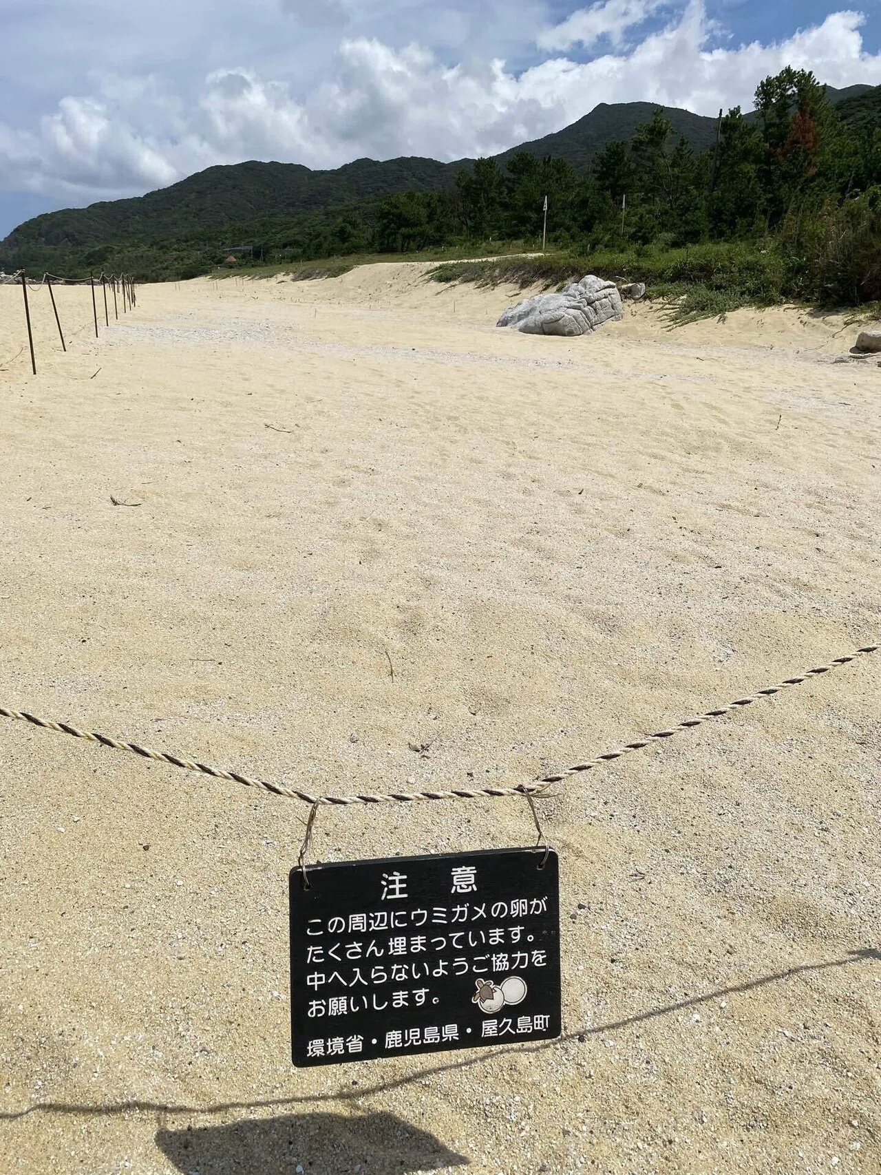 15年ぶりに呼ばれてひとり旅 屋久島2022｜ピンレモ